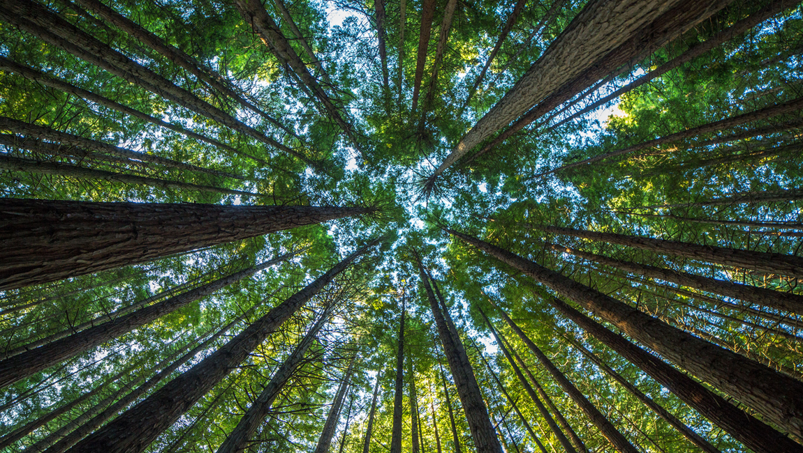 Carbon footprint